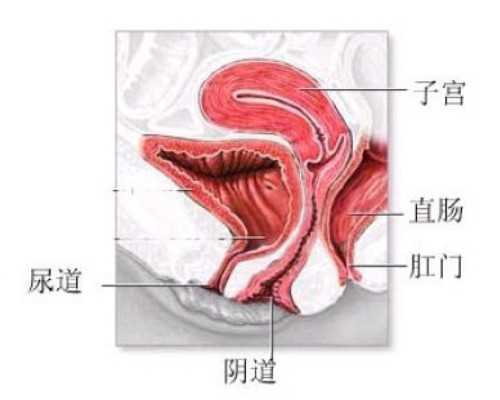 科学应用药物维护妊娠 试管助孕周期中的保胎策略