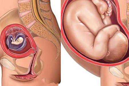 怀孕三个月胎儿图 用心感受神奇的生命