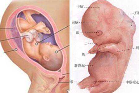 怀孕三个月胎儿图 用心感受神奇的生命