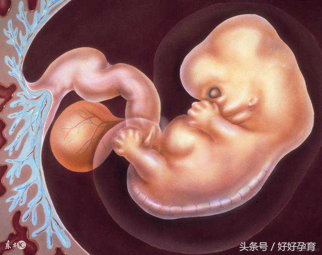 怀孕两个月胎儿有多大 怀孕两个月注意事项