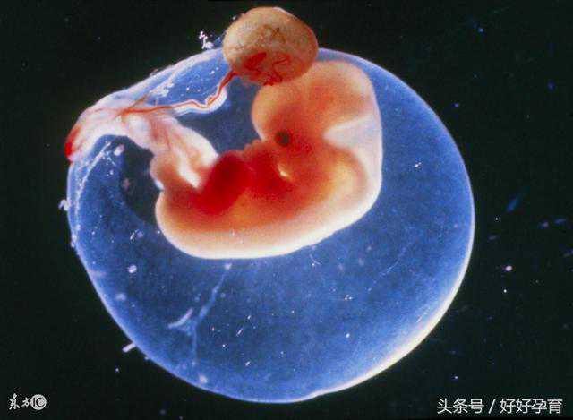 怀孕两个月胎儿有多大 怀孕两个月注意事项